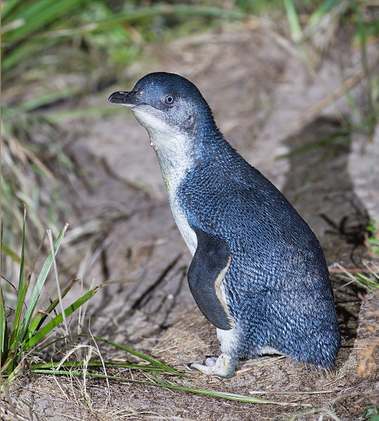 Fairy Penguin « Australian Animals