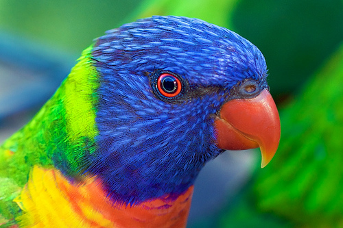 Image result for lorikeet