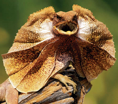 http://www.australiananimallearningzone.com/wp-content/uploads/2012/09/Frilled-Lizard.jpg