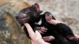 Tasmanian Devil Baby