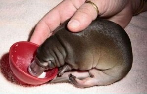 Platypus Baby Photo