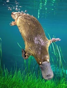 Pictures of Platypus