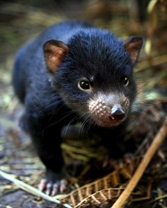 Photos of Tasmanian Devil
