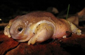 Pictures of Turtle Frog
