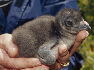 Baby Fairy Penguin Photo