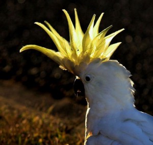 Photos of Sulphur Crested Cockatoo