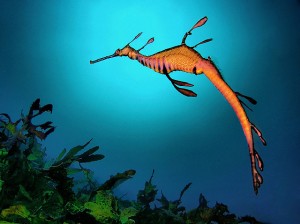 Images of Weedy Sea Dragon