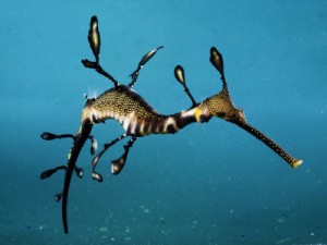 Weedy Sea Dragon Picture