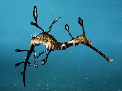 Weedy Sea Dragons Picture