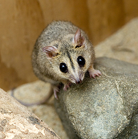 Marsupial Mouse Picture
