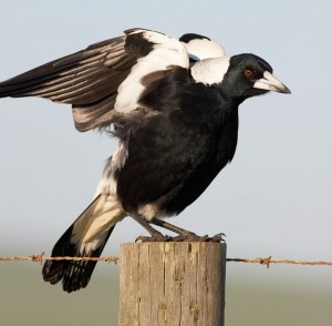 Images of Australian Magpie