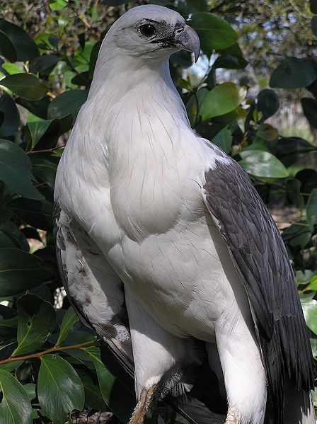 White Bellied Sea Eagle Picture