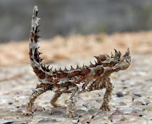 Images of Thorny Devil