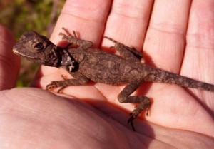 Baby Frilled Lizard Photo