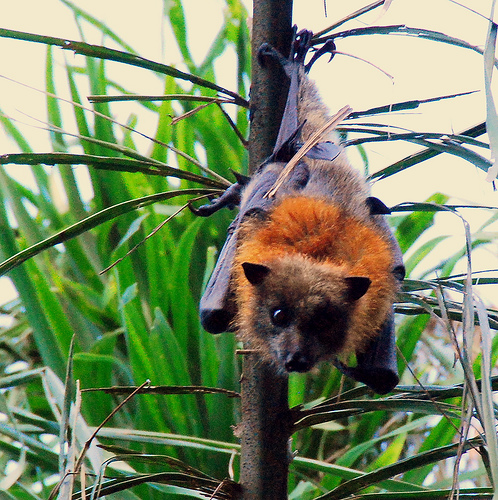 Pictures of Grey Headed Flying Fox