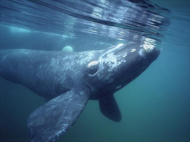 Photos of Southern Right Whale