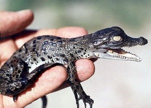 Baby Saltwater Crocodile Image