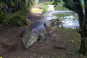 Saltwater Crocodile Picture