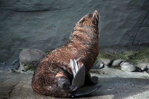 Photos of Australian Fur Seal