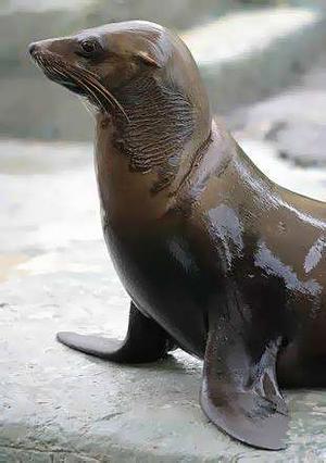 Pictures of Australian Fur Seal