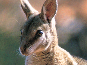Bridled Nailtail Wallaby Photo