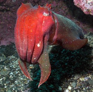 Giant Cuttlefish Images