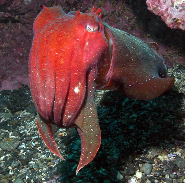 Australian Giant Cuttlefish (Sepia apama)
