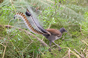 Pictures of lyrebird