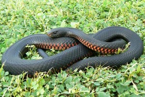 Red-Bellied Black Snake Image