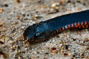 Picture of Red-Bellied Black Snake